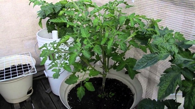 balcon potager plant tomates
