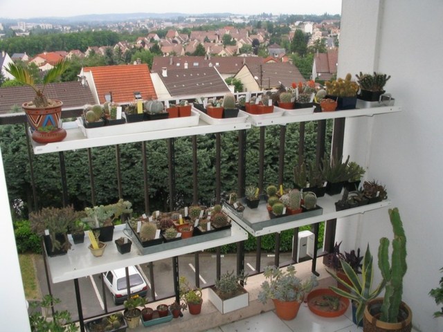 balcon pots plantes succulantes