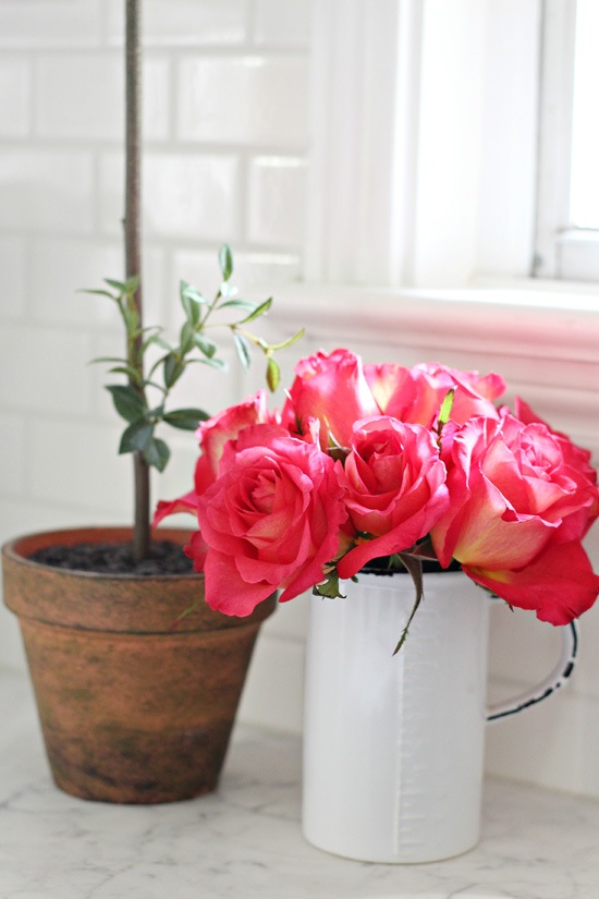 cuisine blanche moderne roses arbuste