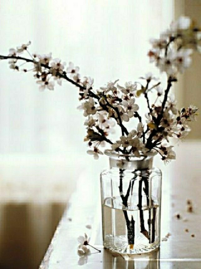 fleurs aromatiques en déco blanche belle jolie cerisier simple et beau