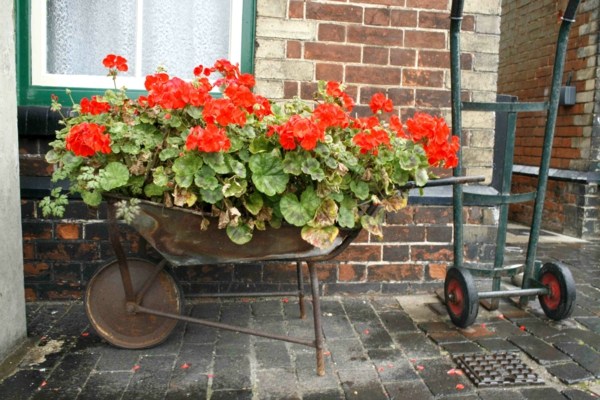 geraniums fleuris plantés dans vieux chariot rouillé