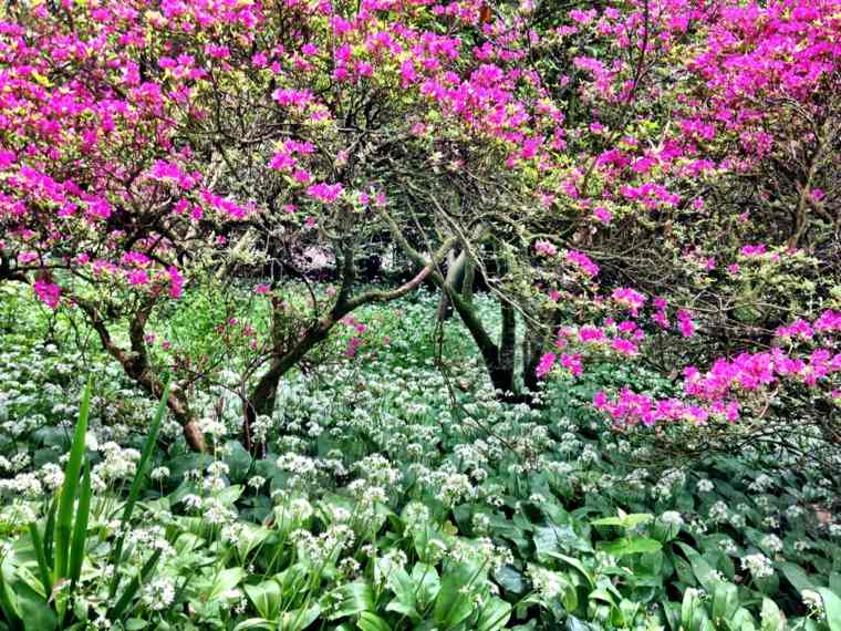jardin japonais idée arbre fleuri