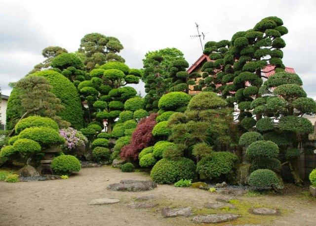 jardin japonais original arbres taillés