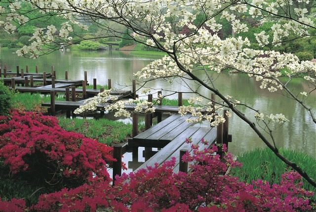 jardin japonais ponton zig zag