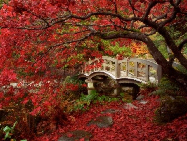 jardin zen ponton arbres rouges