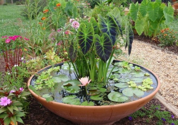 petit plan d'eau fleur de lotus