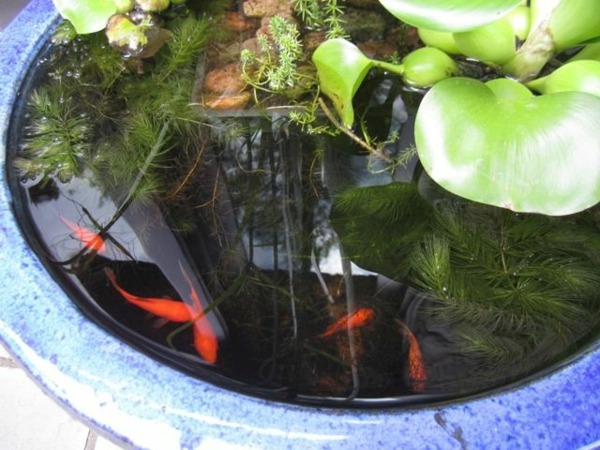 mini bassin plantes aquatiques poissons rouges