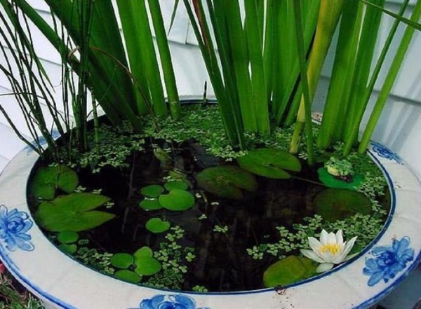 mini bassin plantes porcelaine roseaux