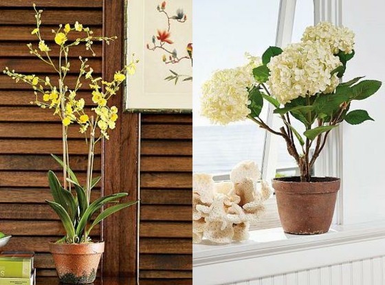 plantes fleurs deco interieur