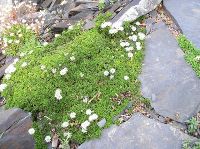 plantes vivaces pierres plates