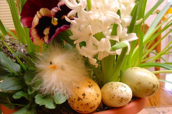 zoom fleurs poulet oeufs decoration paques
