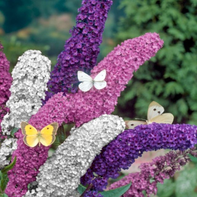 zoom fleurs violet blanc papillons