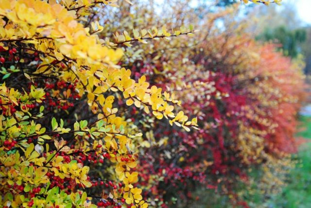 zoom haie automne couleurs jaune rouge