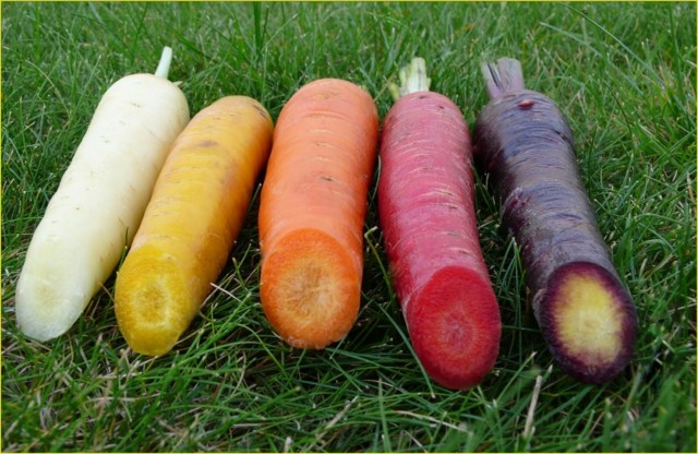 variétés carottes colorées  J. Clotault Agrocampus Angers
