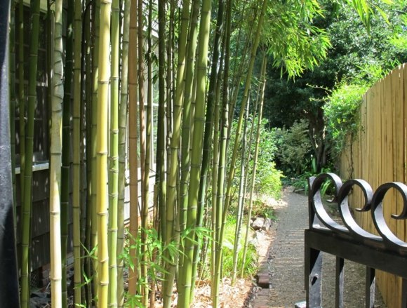 idee decoration jardin bambou