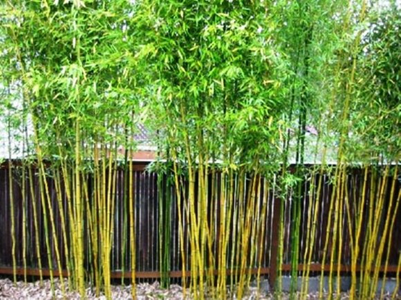 idee plantes bambou jardin