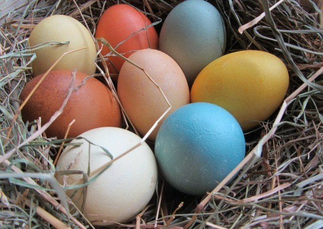 œufs de Pâques coloris naturels disponibles