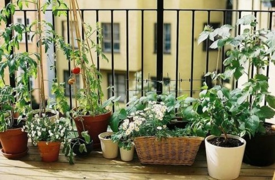 balcon jardin pots fleurs