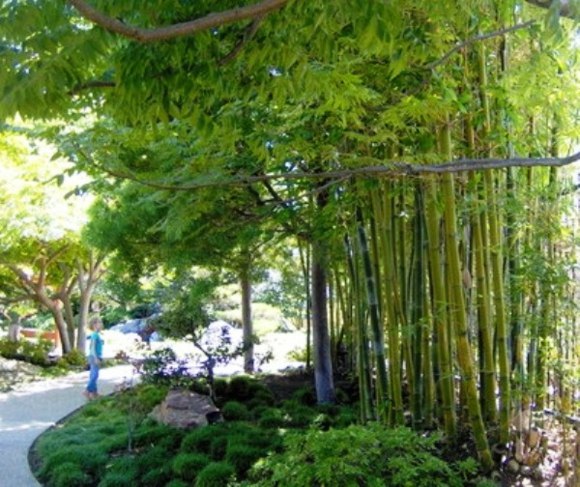 plantes bambou idee jardin