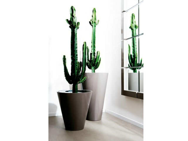 bac à fleurs design cactus idée gris beau atmosfera design