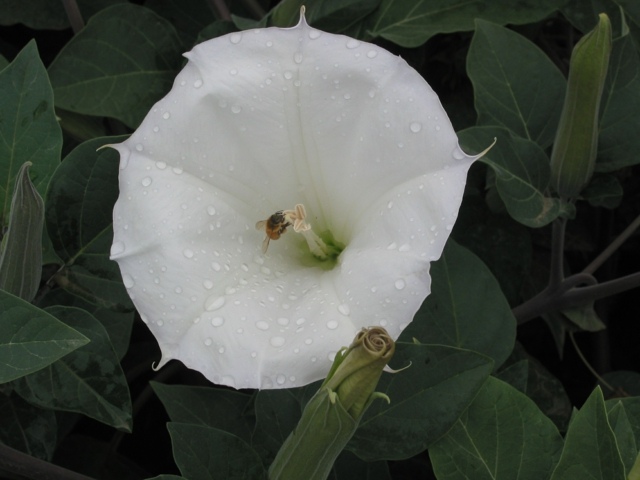 plante toxique datura innoxia blanche 