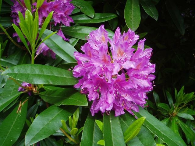 plante intérieur appart toxique Rhododendron