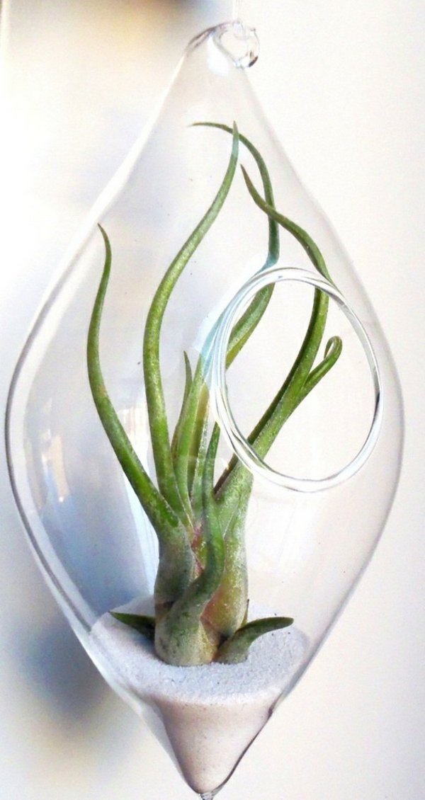 Tillandsia plante pot verre transparent