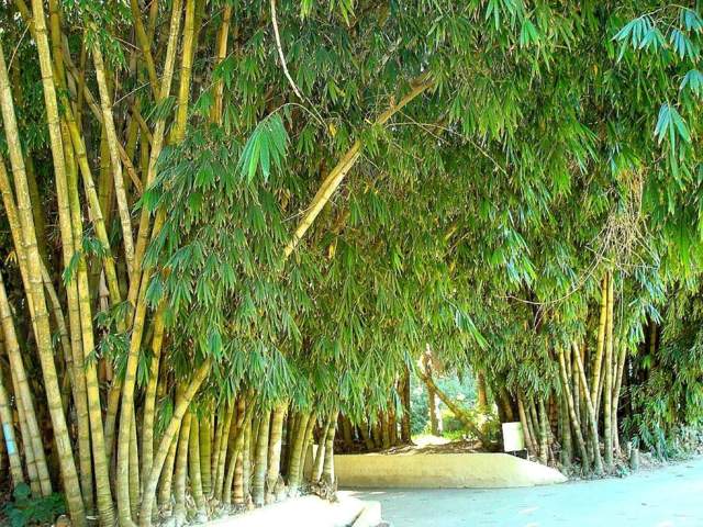 plantation bambou jardin idée 