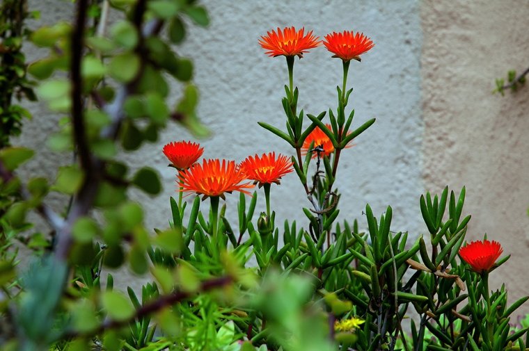 plantes fleuries extérieur idée fleurs rouges