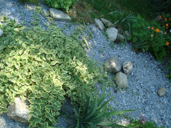 jardin paysager plante déco pierre 