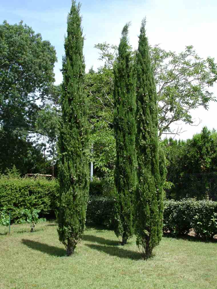 arbre persistant planter un arbre jardin cyprès arbre du chagrin 