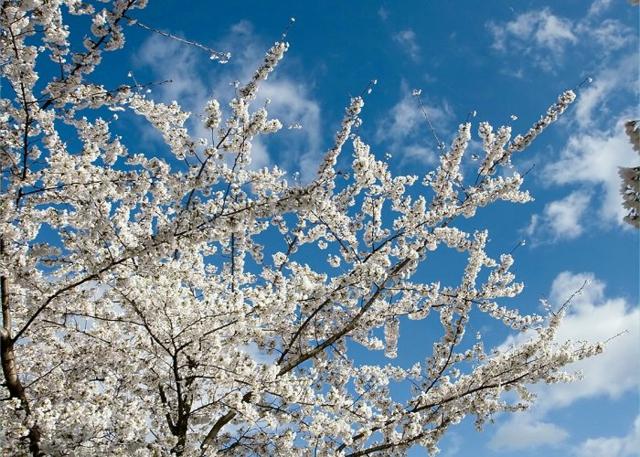 pleureur arbre blanc cerisier esthétique moderne