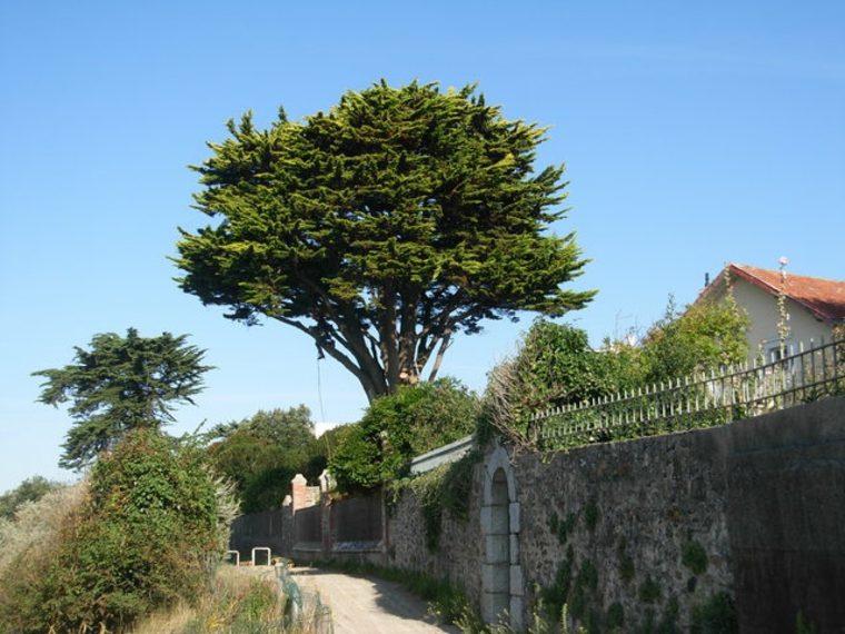 arbre persistant idée jardin planter un arbre cyprès