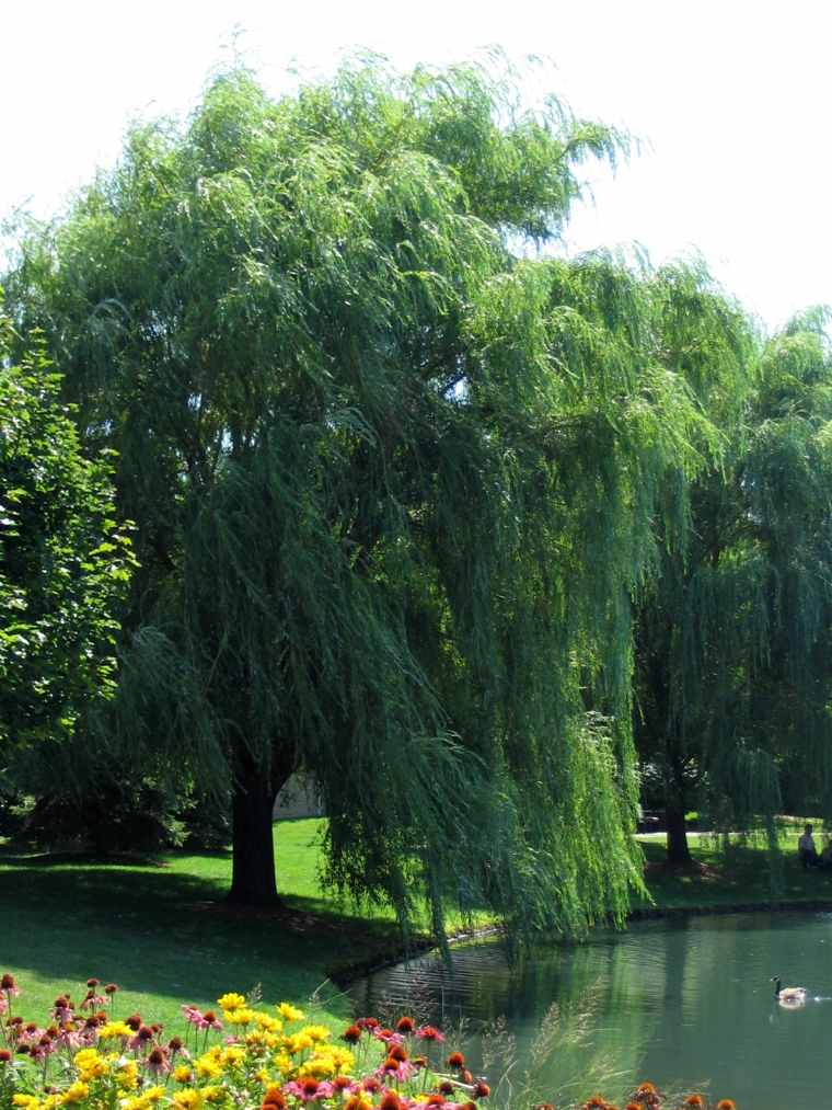 saule pleureur parc arbre-pleureur-decoration-lac