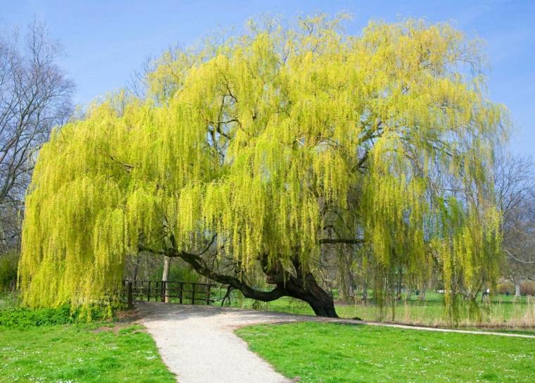 arbre pleureur jaune deco jardin