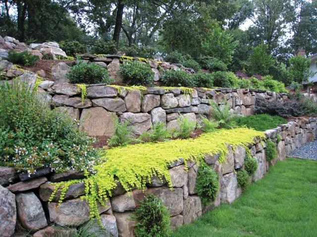 arbustes jardin mur pierres