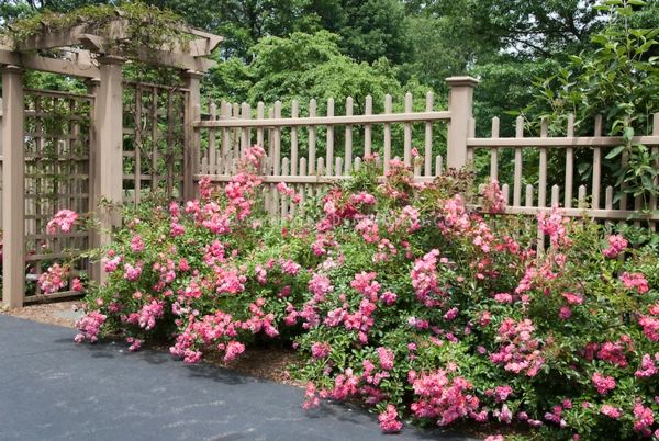 idee haie jardin roses 