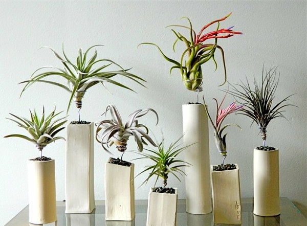 arrangement plantes interieur deco