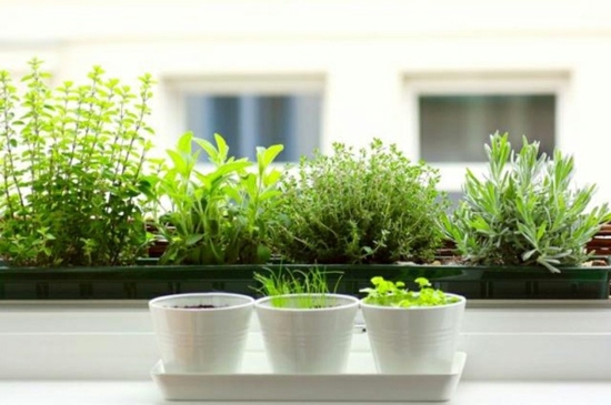 arrangement plantes interieures pots