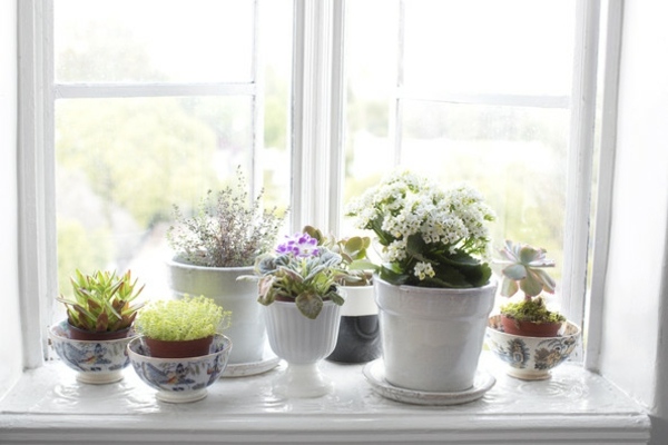 arrangement pots fleurs fenetre