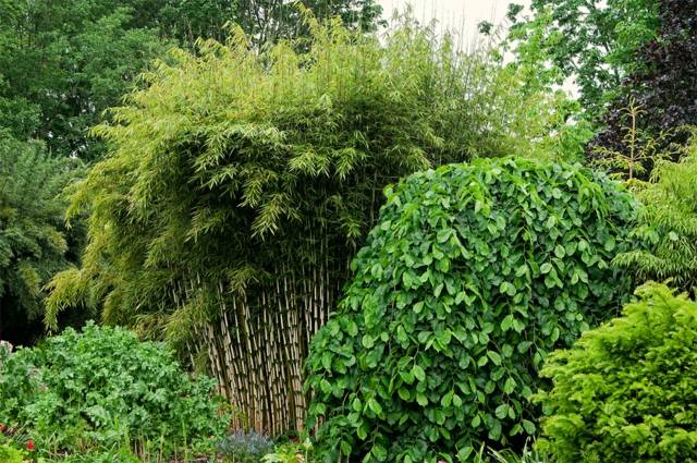 plantation bambou noir jardin 