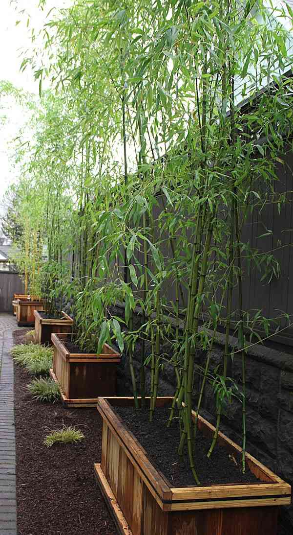 bambou poussant bac
