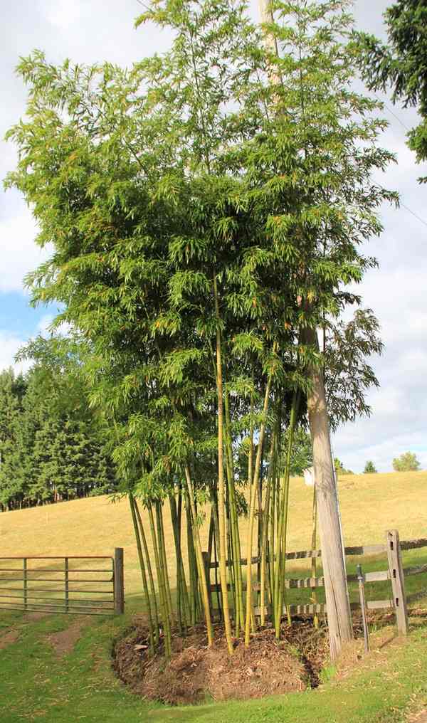 bambou confiné localement