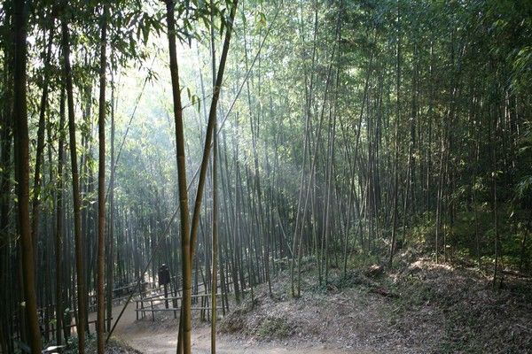 bambou poussant forêt