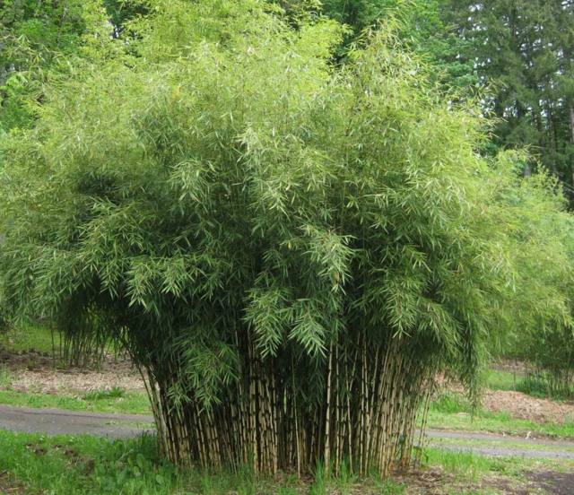 pousse bambou planter des bambous 