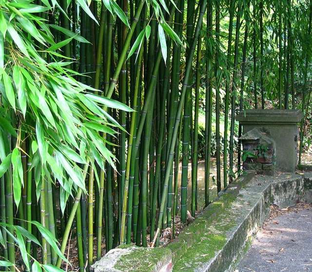 bambou de jardin idée plantation 