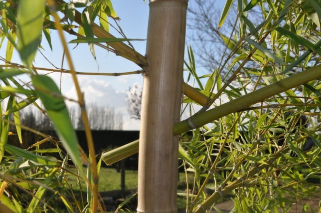 plantation bambou jardin idée 