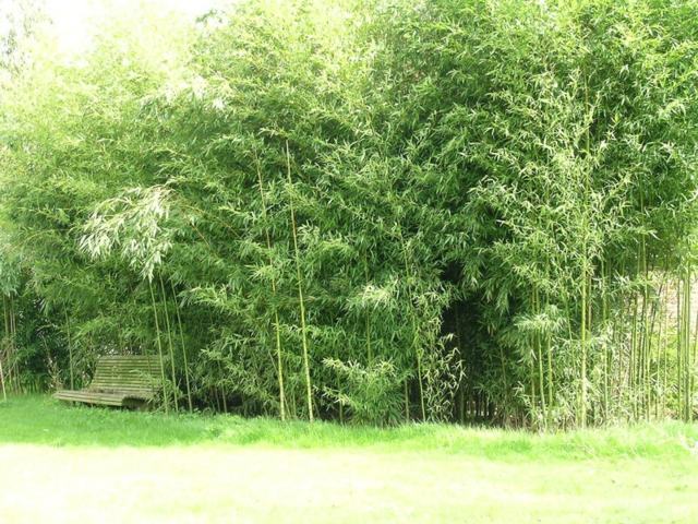 jardin zen aménagement plantation bambou 