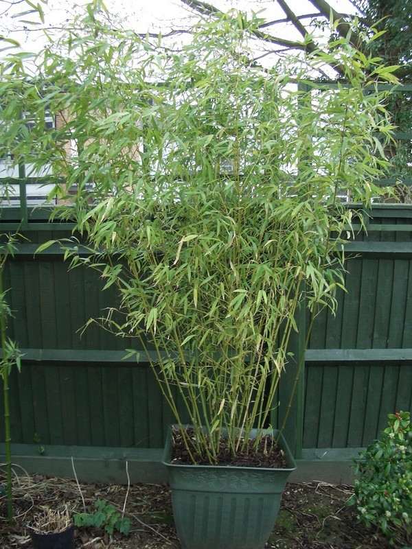 bambou décoratif jardinière