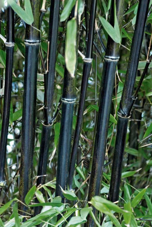 jardin planter bambou noir 